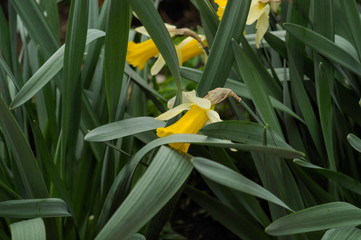 yellow narcissus