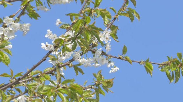 Cherry flowers moving in the wind