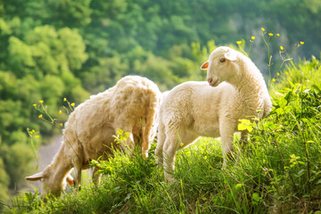 Nourrir les moutons à l& 39 herbe