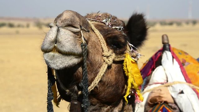 A camel turning its head and chewing at Great Thar desert in India.
