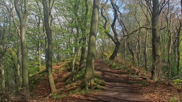 A small hiking trail leading to the Isenburg in Germany in spring.
A tiny path through the forest.
