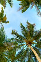 Fototapeta premium Palm trees over bright sky background