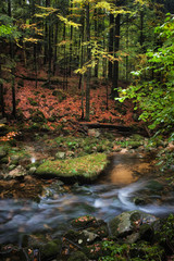 Small Creek in Autumn Mountain Forest