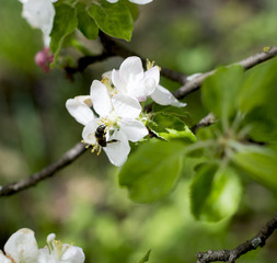 the blossoming apple-tree, bee collects nectar