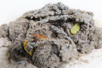 Common house hold dust, high magnification macro, isolated on wh