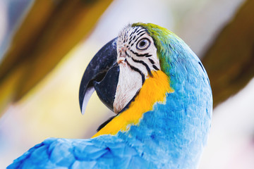 Blue-and-yellow macaw (Ara ararauna), big clever bright parrot.