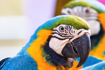 Blue-and-yellow macaw (Ara ararauna), big clever bright parrot.