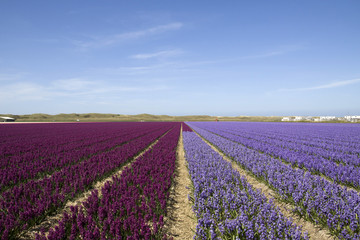 Fototapeta na wymiar Blue sky ligth en dark purple hyacint field