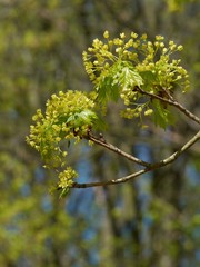 Blossoming Norway maple  (Acer platanoides)