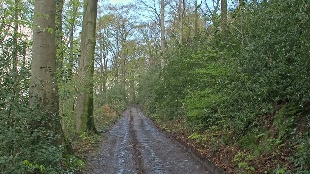Forest road through the woods.
A dirt road in a German forest after light rainfall.

