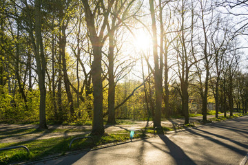 Tiefstehende Sonne im Park