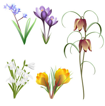 First spring flowers. Set of hand drawn vector illustrations on white background.