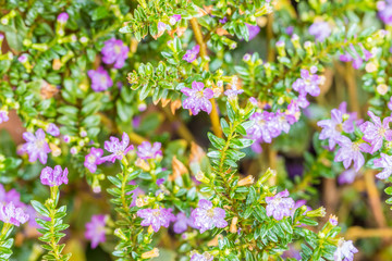 Purple flower, false heather or elfin herb (Cuphea hyssopifolia