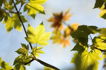 Spring leaves against the sky