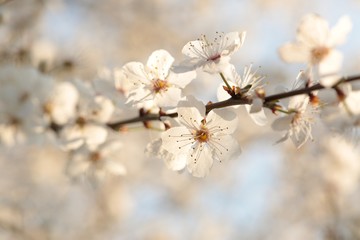 Spring flowers blooming on a branch of a tree