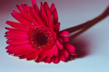 Beautiful red gerbera flower on white background