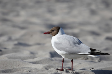 Obraz premium Lachmöwe im Sand