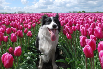 Sitting dog in the middle of the tulip fields - obrazy, fototapety, plakaty