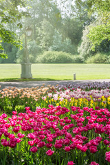 Fototapeta premium Beds with tulips in spring park on Elagin Island in Saint-Petersburg, Russia
