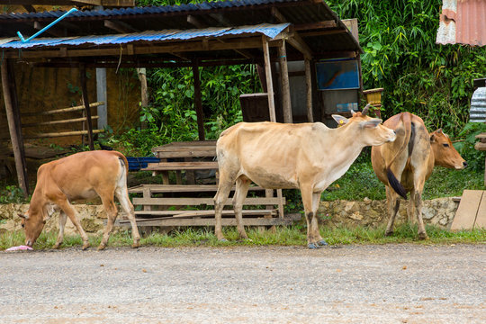 Scenery on the way in the north of Laos. Main road to Luang Prab