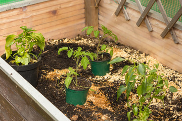 Gartenarbeit im Hochbeet mit Tomaten, Chili, im Frühjahr Garten