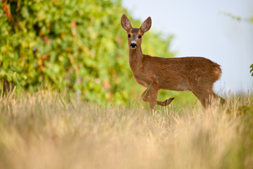 Young roe in vineyard