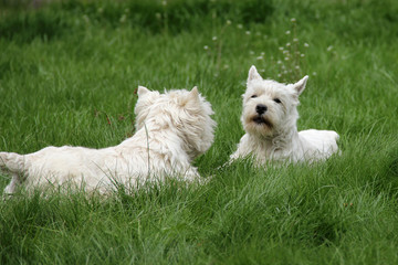 Naklejka na ściany i meble Two West Highland White Terriers lying in green grass