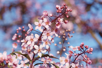 close up flowering branch of bird-cherry tree