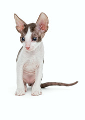 Small kitten Cornish Rex