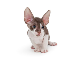 Small kitten Cornish Rex