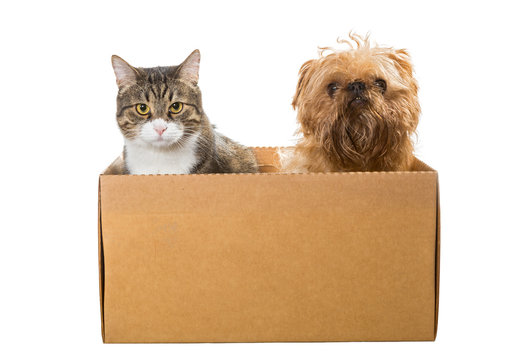 Cat And The Dog Sitting In A Cardboard Box