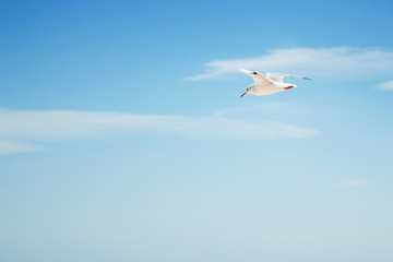 Seagull flying in blue sky with white clouds