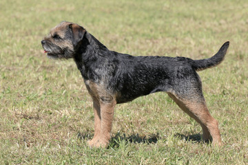 Typical  Border Terrier in the park