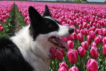 Border collie - portrait in tulips