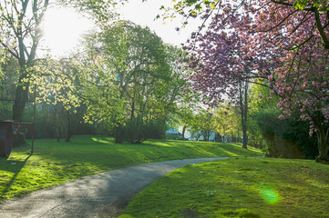 Kirschblüte