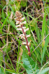 Sommerwurz (Orobanche spez.)