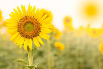 Fototapeta premium Sun flower the sign of hope for your success and nature background.