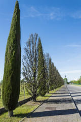 Urban deserted road with trees in a summer day