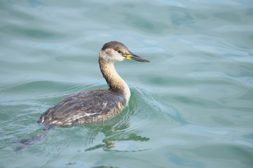 アカエリカイツブリ