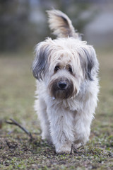 Romanian Shepperd dog