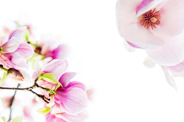 magnolia blossoming in two corners