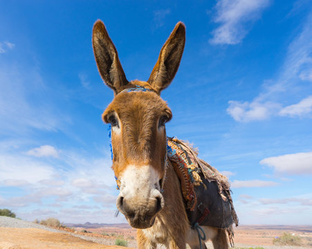 Donkey, farm animal in the Moroccan countryside.