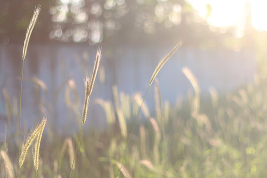 Wild grass blowing in the wind during beautiful sunset light. Selective focus.