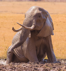 Elephant in a mud pool