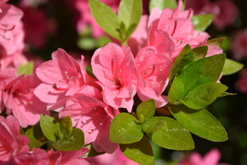 ツツジの花／山形県で綺麗な「ツツジの花」を撮影した写真です。