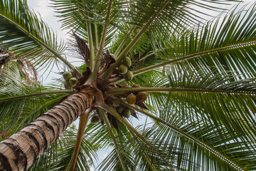 Obraz premium Green coconut at tree