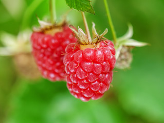 ripe (sweet) raspberry