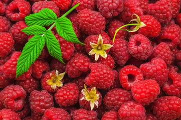 sweet and fresh raspberry