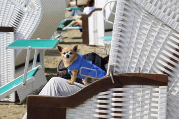 Am Strand: Hund und Herrchen sitzen gemeinsam im Standkorb!