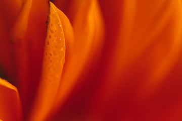 Orange flower